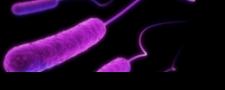 In the Netherlands antibiotics still effective in urinary tract infection