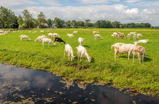 Groter aantal longontstekingen in gebied met veel veehouderijen opnieuw bevestigd