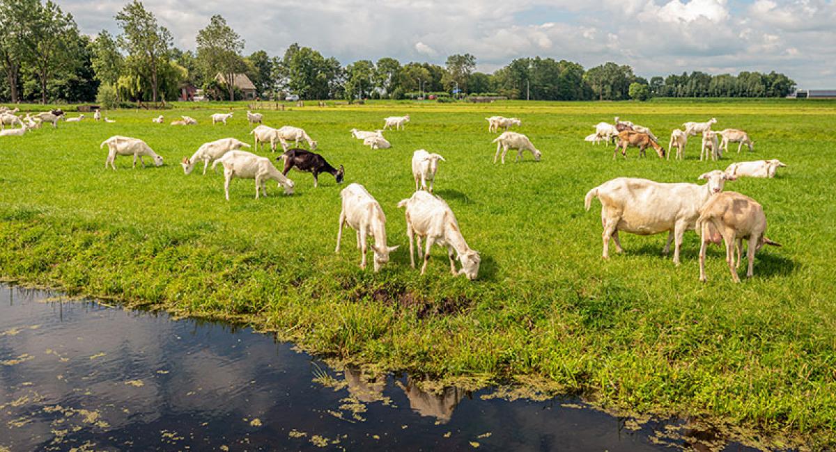 Groter aantal longontstekingen in gebied met veel veehouderijen opnieuw bevestigd