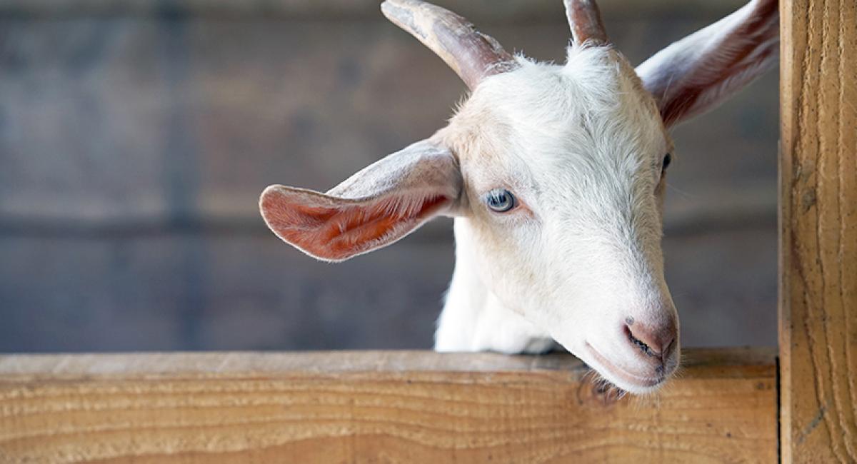 Luchtwegonderzoek rond de intensieve veehouderij